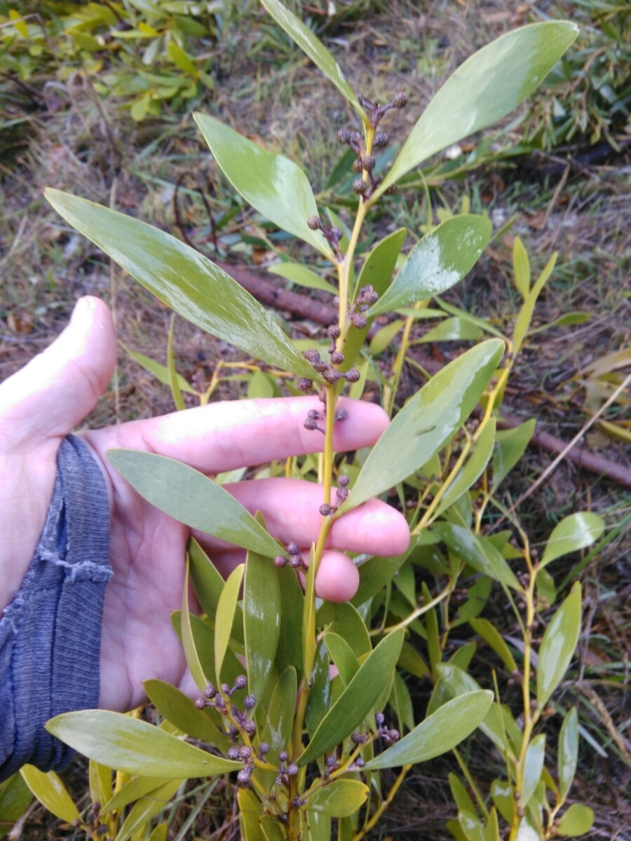 Blackwood Acacia