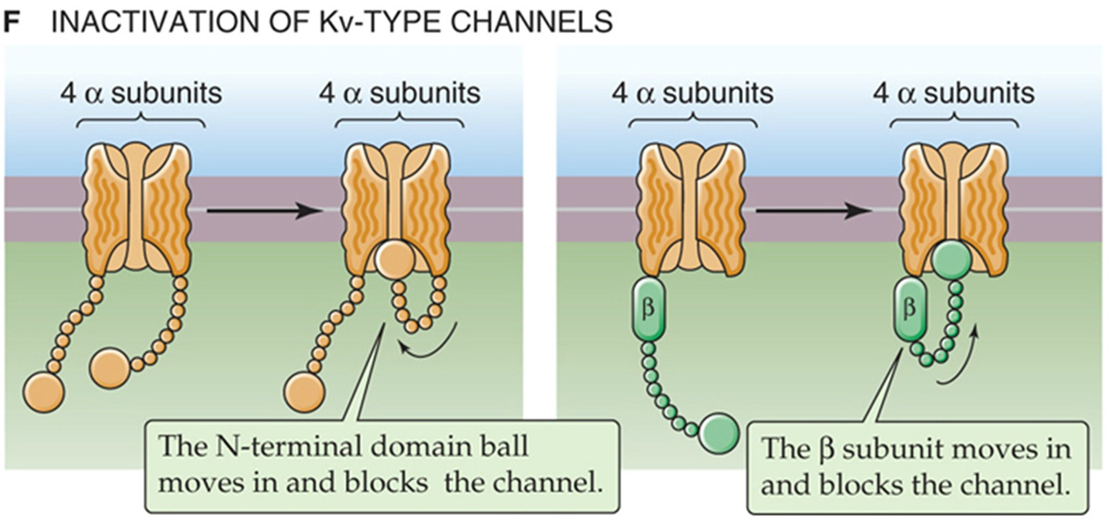 <ul><li><p>N-type inactivatie</p></li><li><p>β-subunit inactivatie</p></li><li><p>C-type inactivatie (niet op afb)</p><p>‎</p></li><li><p>opm; dus ook bij sommige K-kanalen is inactivatie mogelijk, maar werkt anders dan bij Na-kanalen (h-poortjes)</p></li></ul><p></p>