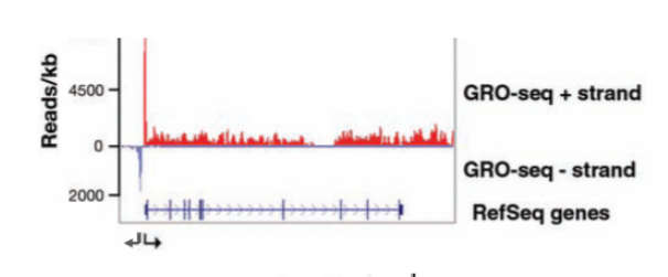 <p>similar to RNA seq. assay to find which RNAs are transcribed the most in a cell. Assay for RNA pol that are actively transcribing and give strand-specific info. Isolate nuclei or permeabilize cells and replace UTP with BrUTP. This creates RNA strands with brominated uracil. An antibody is used to isolate brominated RNA strands. Different adaptors are attached to the 5’ and 3’ ends of the RNA and then a primer is attached and reverse transcriptase is used to make cDNA which is sequenced.</p>