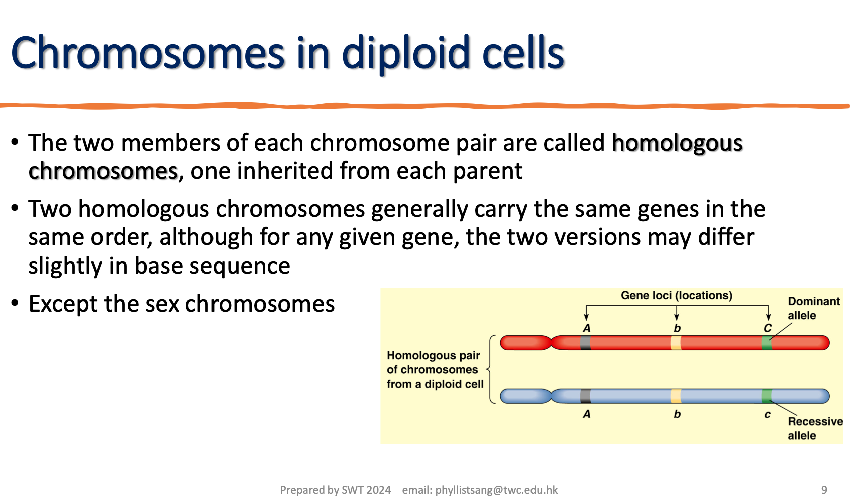 <p>features of homologous chromosome </p>