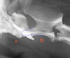 <p><span><span>Identify the structures?</span></span></p>