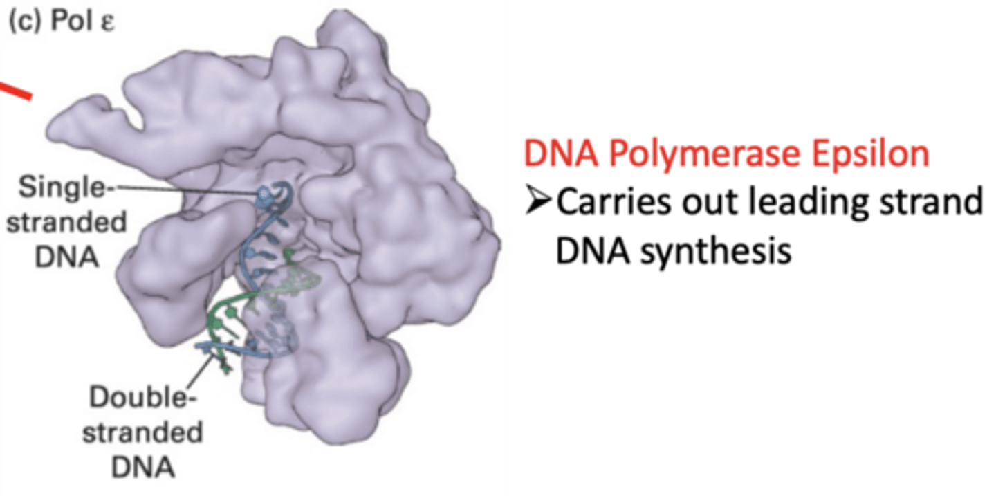 <p>polymerize (replicate) DNA on leading strand</p><p>- 3' to 5' exonuclease (proofreads)</p>