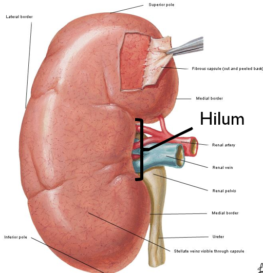 <ul><li><p>Pair of beans</p></li><li><p>Renal hilum</p><ul><li><p>Concave</p></li><li><p>Entering and exiting of structures like:</p><ul><li><p>Renal veins, arteries, ureter, lymph vessels, nerves</p></li></ul></li></ul></li><li><p>Pelvis (transitional epithelium) funnels kidney products to ureter</p></li></ul><p></p>