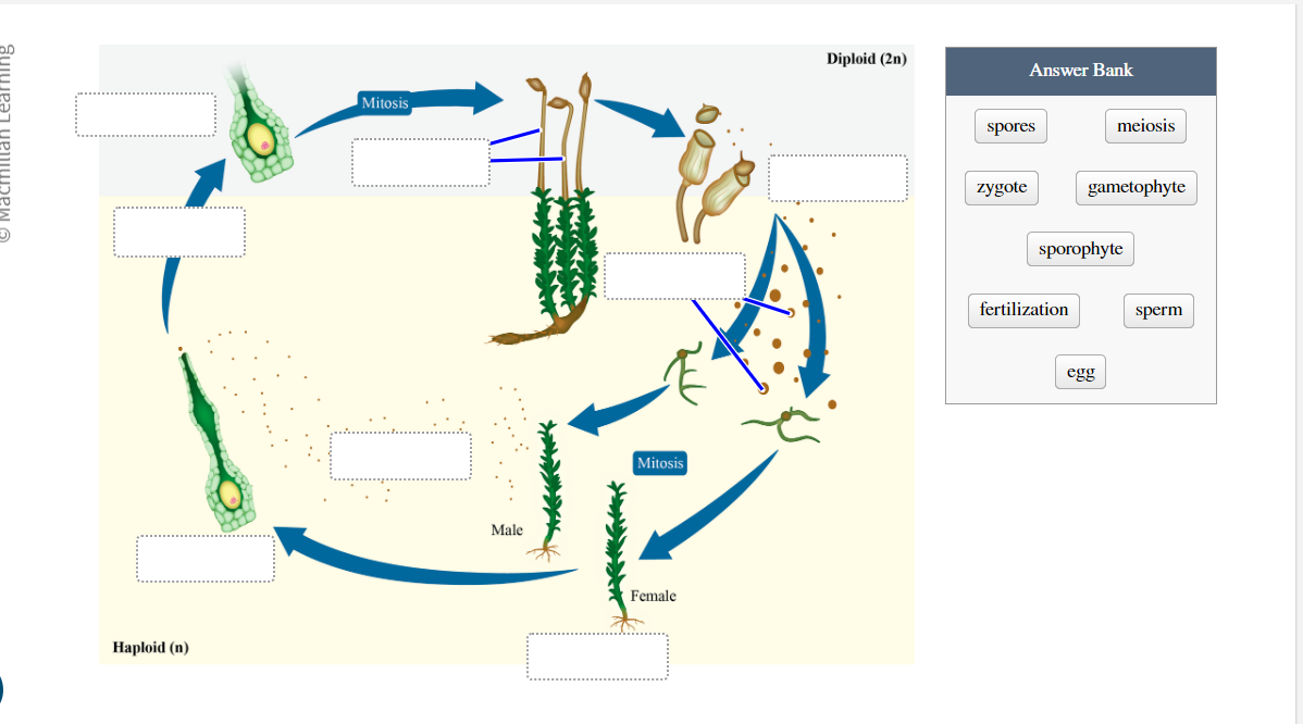 <p>Fill in the blank of a moss life cycle</p>