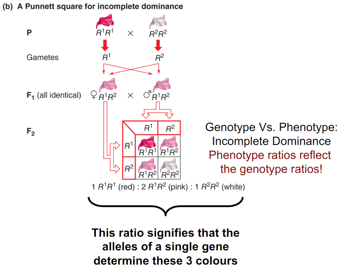 <ul><li><p>crosses of pure-breeding red w/ pure-breeding white results in all pink F1 progeny (snapdragon flowers)</p></li><li><p>phenotypes reflect genotypic ratios</p></li><li><p>ratio signifies alleles of single gene determine these 3 colours (just a mix up of 3:1 shows monohybrid cross)</p></li></ul>