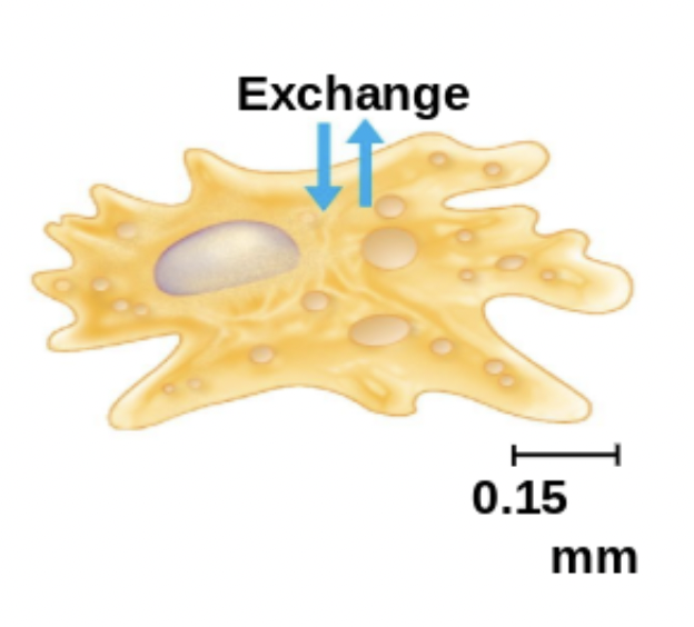 <ul><li><p><span style="background-color: transparent; font-family: &quot;Proxima Nova&quot;, sans-serif;">Cells must exchange substances with its environment at a rate that keeps up with its metabolism.</span></p></li><li><p><span style="background-color: transparent; font-family: &quot;Proxima Nova&quot;, sans-serif;">The cell membrane can only handle so many exchanges at a time.</span></p></li></ul><p></p>
