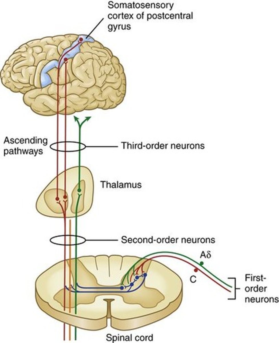<p>Transmit signals from receptors to dorsal horn.</p>