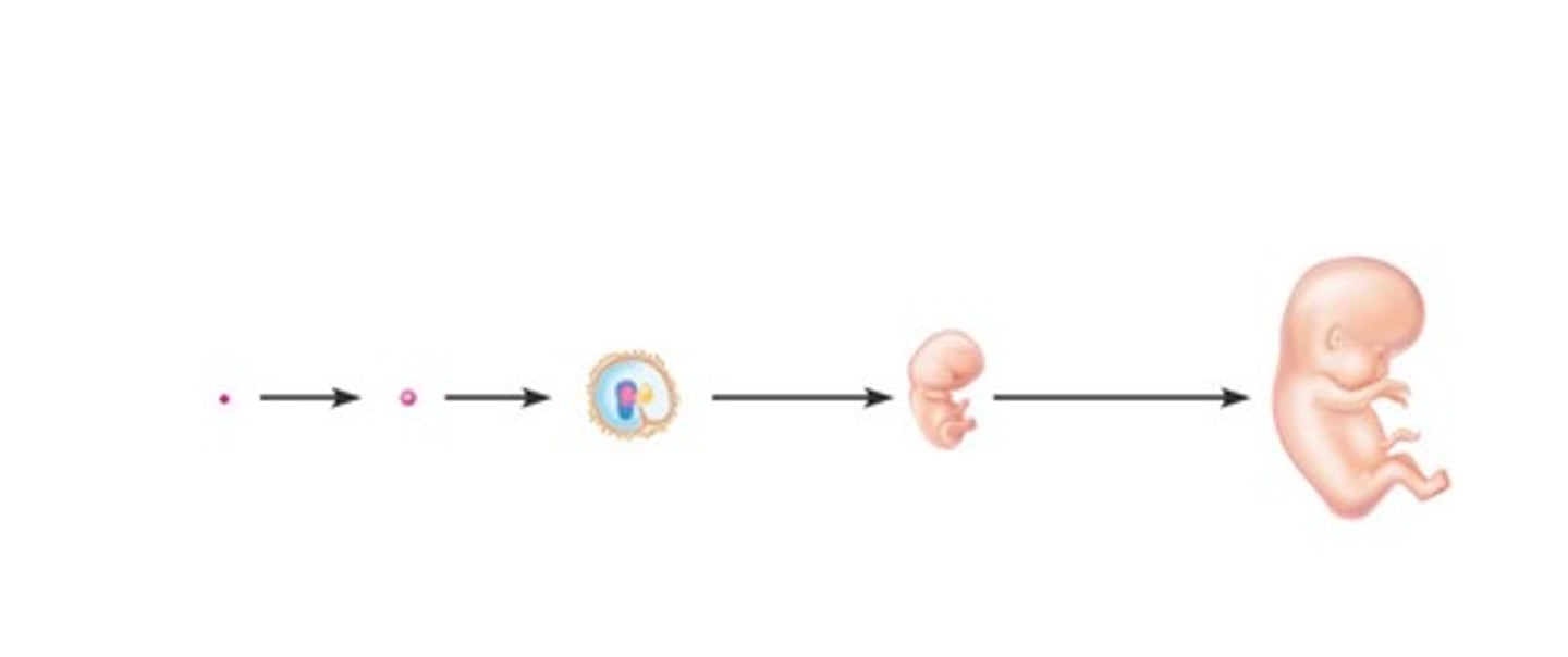 <p>First 8 weeks post-fertilization.</p>