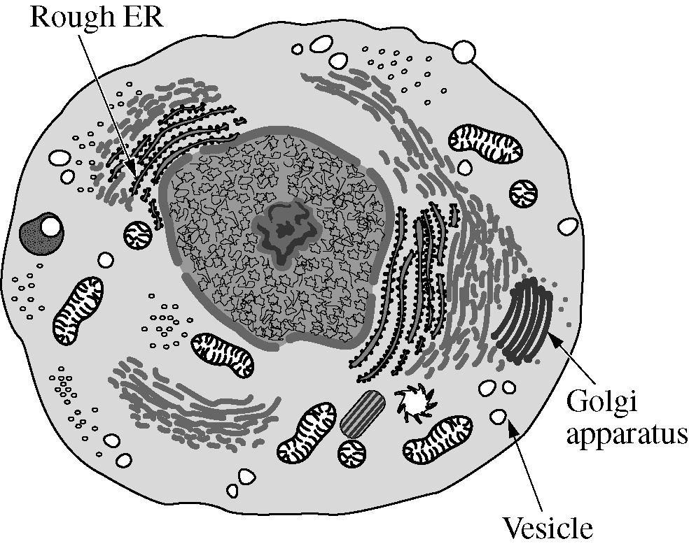 <p>The figure below illustrates a eukaryotic cell. Which of the following best describes how the three structures indicated by the arrows work together?</p>