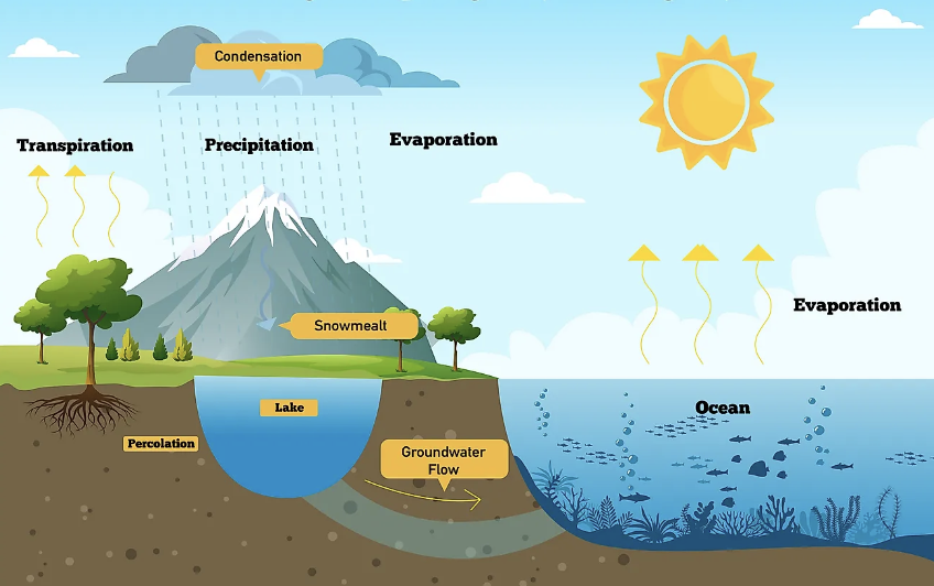 <ul><li><p>evapotranspiration</p><ul><li><p>evaporation of water into vapour</p></li><li><p>water vapour escaping plants </p></li></ul></li><li><p>water condenses in clouds</p></li><li><p>precipitation = rainfall</p></li><li><p>infiltration- water runs underground</p></li><li><p>runoff- water travels along surface to reservoirs</p></li></ul>