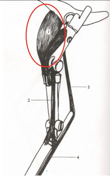 <p>What is this muscle? What joints does it move? Where does it originate and insert?</p>