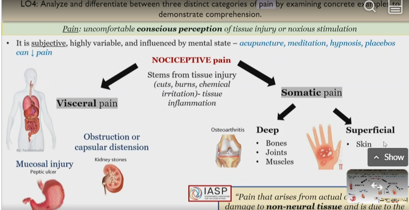 <p>Nociceptive pain </p><p></p>