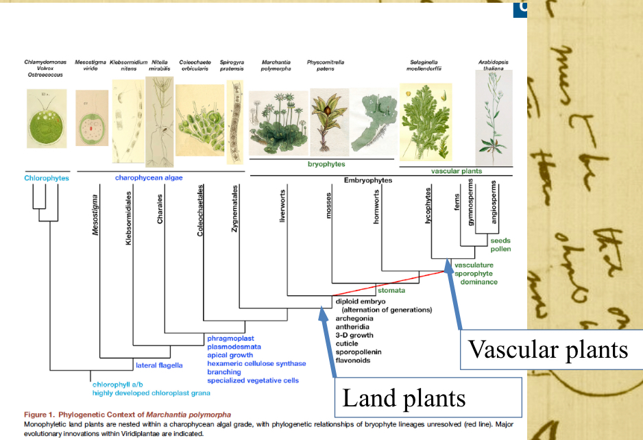<ul><li><p>liverworts</p></li><li><p>mosses</p></li><li><p>hornworts</p></li><li><p>lycophyted</p></li><li><p>ferns</p></li><li><p>gymnosperms</p></li><li><p>angiosperms</p></li></ul><p></p>