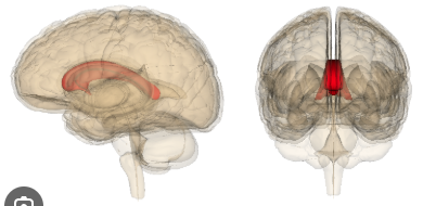 <p>Large band of fibers connecting the two cerebral left and right hemispheres</p>