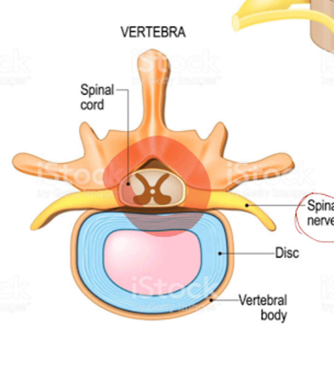 <p>what direction do the spinal nerves come out from the spinal cord?</p>