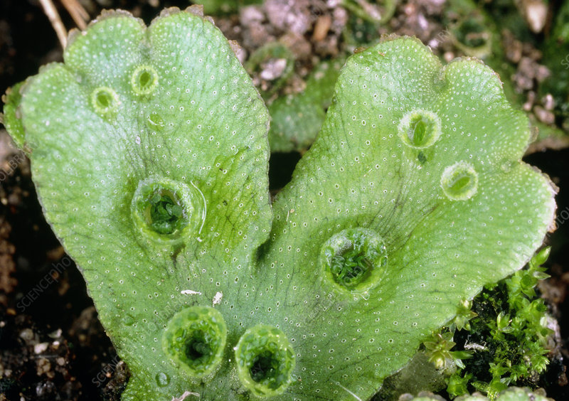 <p>Asexual reproduction done by liverworts; contain a fragment of parent plant. When water fills the cup, the fragments spread tne reproduction occurs</p>