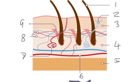 <p>Fatty tissue </p>