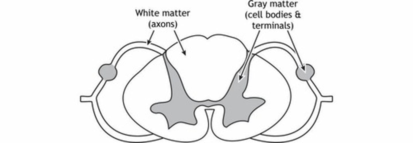 <p>White matter consists of myelinated axons (fast signals, low processing power), while gray matter consists of unmyelinated axons (slow signals, high processing power).</p>