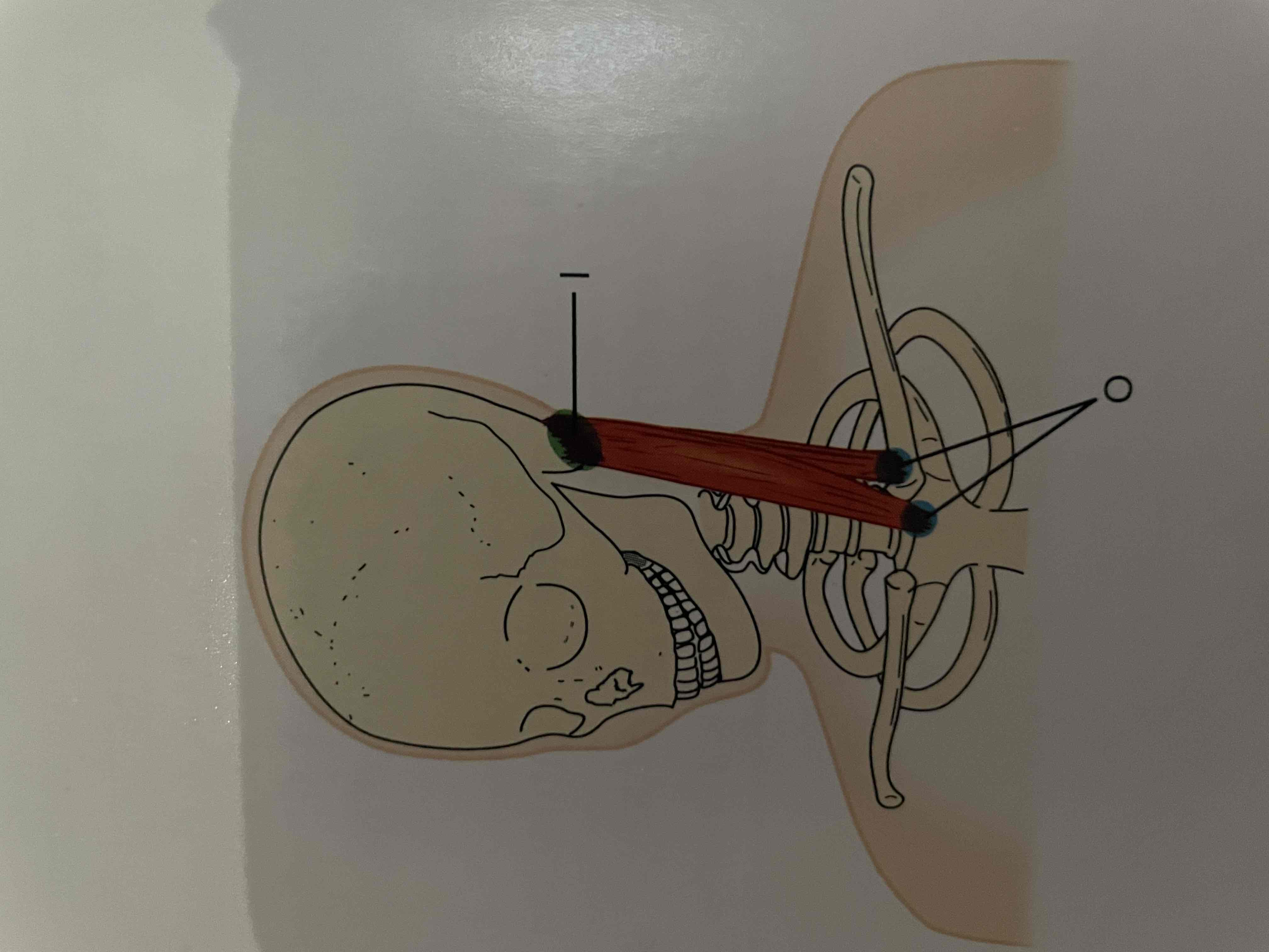 <p>O on sternum and clavicle</p><p>I on mastoid process</p><p>A bilateral: head &amp; neck flexion, unilateral: lateral neck flexion to same side + rotation of head to opposite side, accessory muscle of ventilation </p><p>N: accessory nerve (cranial XI); 2nd and 34: cervical nerves</p>