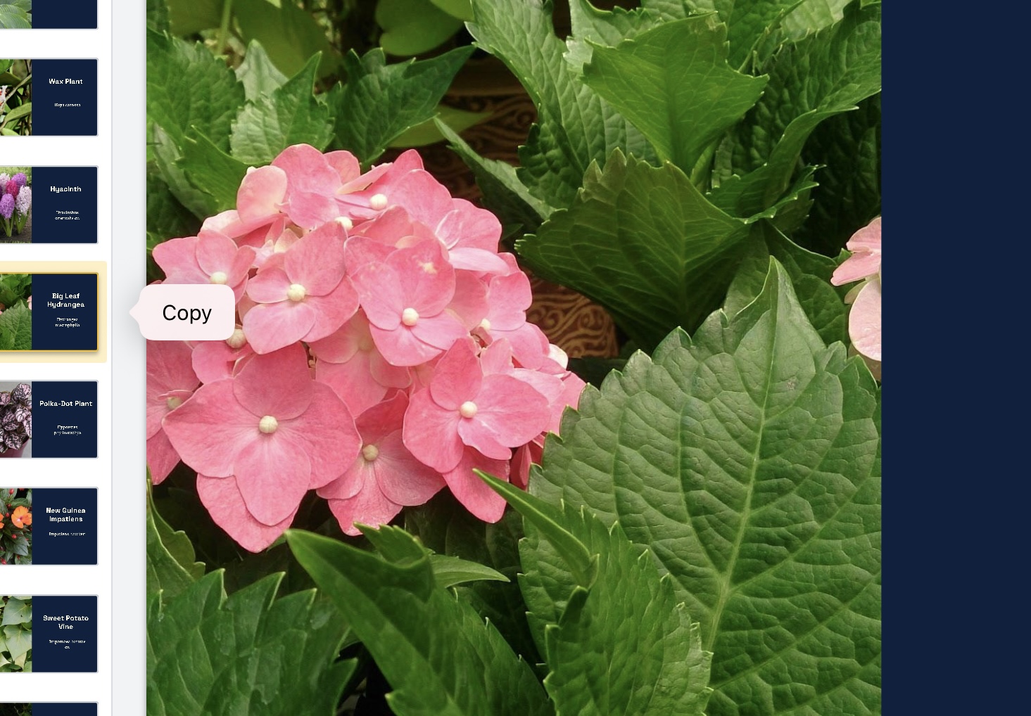 <p>Hydrangea macrophylla </p>
