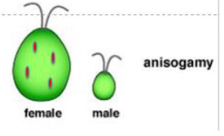 <p>different in morphology</p><p>Plant and animal gametes are anisogamous</p>