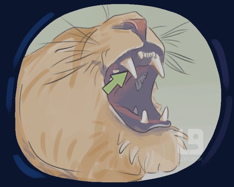 <p><strong>a long, sharp <u>tooth</u>:</strong></p><p><br></p>
