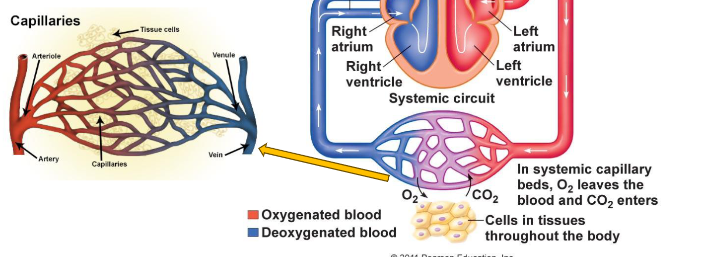 <ul><li><p><span>Oxygen will leave the blood and CO2 enters → Blood becomes deoxygenated again</span></p></li><li><p>Blood moves through veins (which have a larger diameter)</p></li><li><p>As they move from the veins, they go into venules (smaller diameter)</p></li><li><p>Then into the capillaries, which have an even smaller diameter.</p></li><li><p>Blood vessels branch out → diameter is smaller, but surface area has increased!</p></li></ul><p></p>