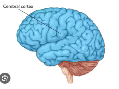 <p>Involved in higher-order thinking, problem-solving, and decision-making. Responsible for processing complex sensory information. Divided into four lobes (Frontal, Parietal, Occipital, and Temporal Lobe) Located on the outer layer of the brain, covering both hemispheres.</p>