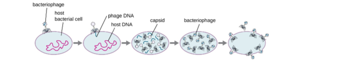 <p>lyse the host cells and release phage progeny at the end of infection cycle </p><p></p><p>Note: </p><ul><li><p>Lyse: <strong>the breakdown of a cell caused by damage to its plasma (outer) membrane</strong></p></li></ul><p></p>