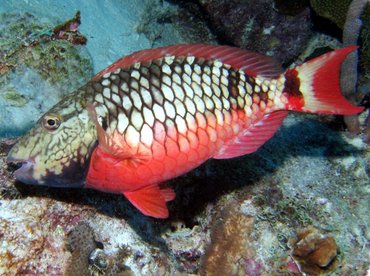 <p>big mouth w/ teeth (eat coral) that project forward, meaty fish - checkerboard pattern - white scales outlined black, red belly</p>