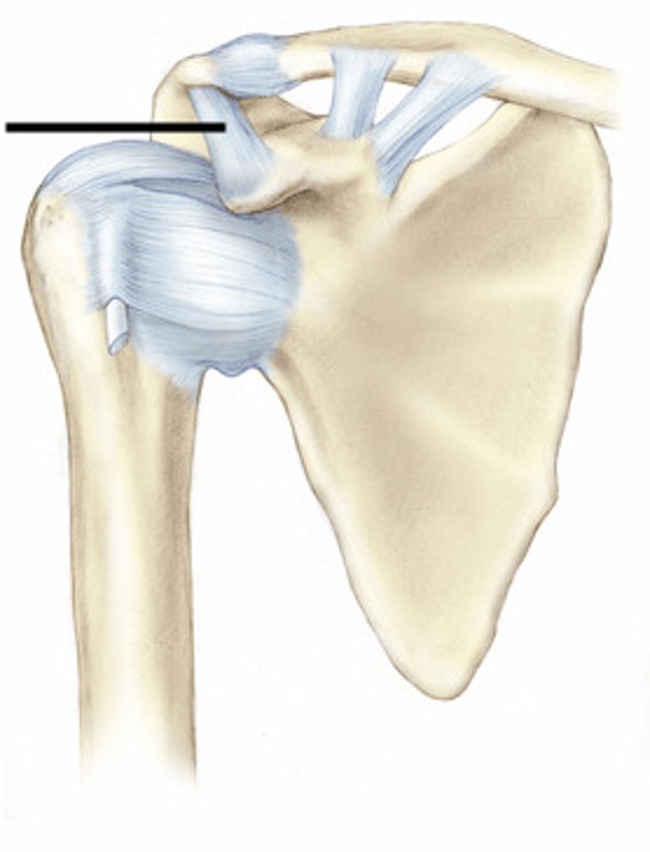 <p>Connects coracoid process to acromion of scapula.</p>