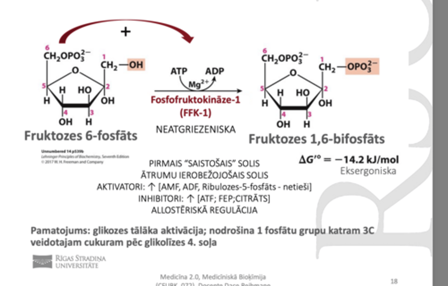 <p>tā fruktozes 6-fosfātu katalizē par fruktozees 1,6 bifosfātu</p><p>izmanto ATP</p><p>glikozes tālāka aktivācija; nodrošina 1 fosfātu grupu katram 3C veidotajam cukuram pēc glikolīzes 4. soļa</p><p>Tā ir pirmais saistošais solis, regulatorais solis, neatgriezeniska.</p>