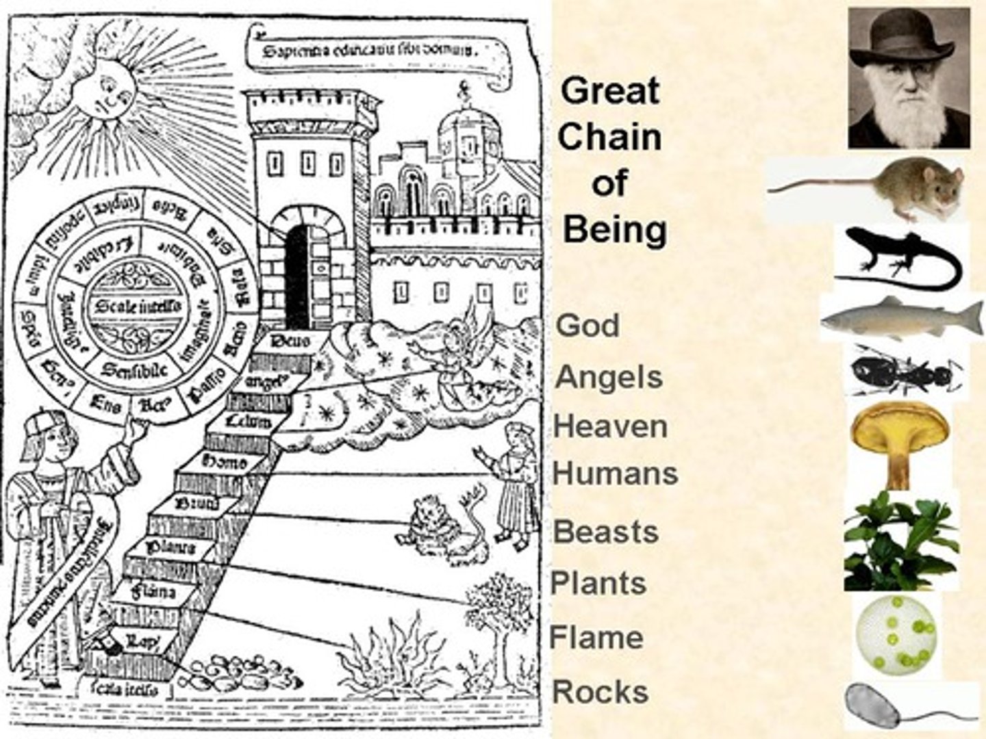 <p>European idea that every species was a link on a chain extending from lowest forms to humans and on to spiritual beings. All links and been designed at the same time during creation and would never change. Once all the links were discovered and described, the meaning of life would be revealed.</p>