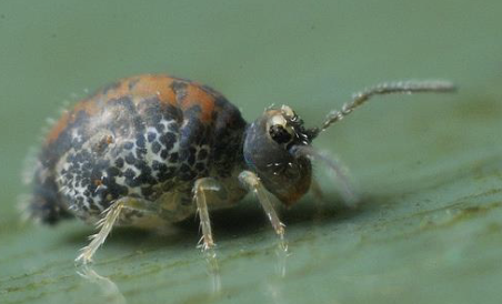 <p>springtails</p><ul><li><p>3 tagmata</p></li><li><p>3 pairs of legs</p></li><li><p>furcula, tenaculum, collophore</p></li><li><p>encapsulated mouthparts</p></li></ul><p></p>