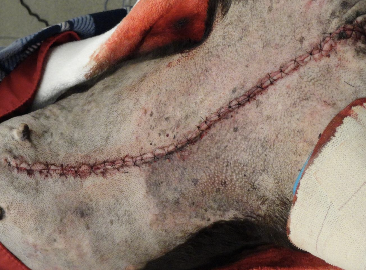 <p>-dehiscence</p><p>-incisional infection</p><p>-tumor regrowth/spread</p><p>-hemorrhage (cranial and caudal superficial epigastric vessels)</p><p>-hematoma/seroma</p>