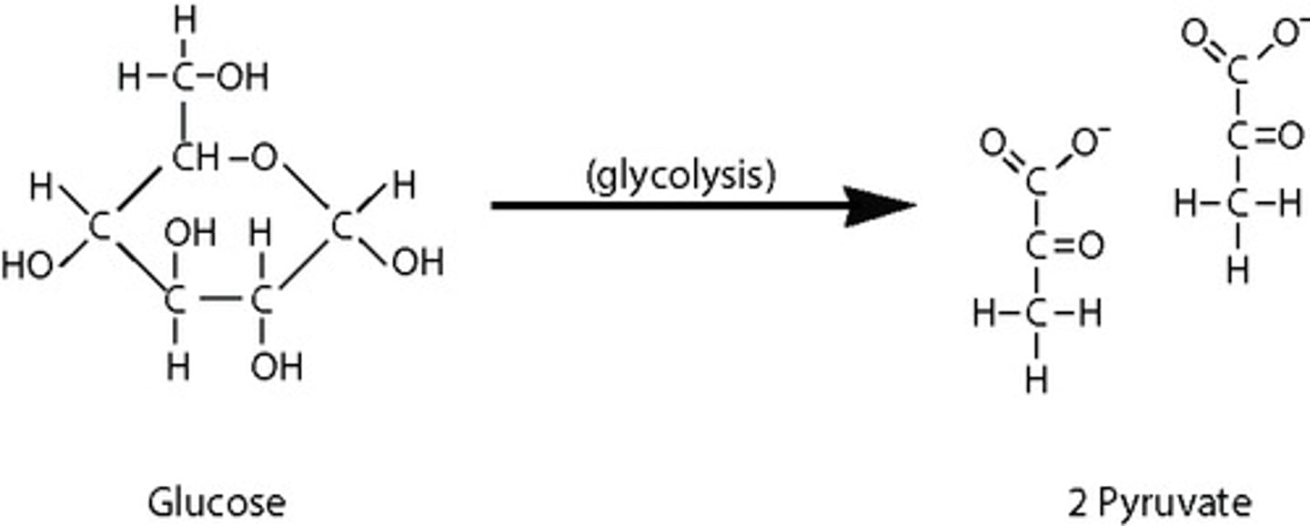 <p>glycolysis</p>
