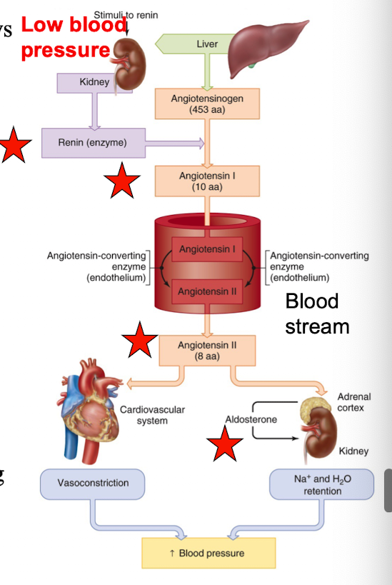 <p>has many effects (stimulates vasopressin, thirst, arteriolar vasoconstriction). Also stimulates the adrenal cortex to release aldosterone</p>