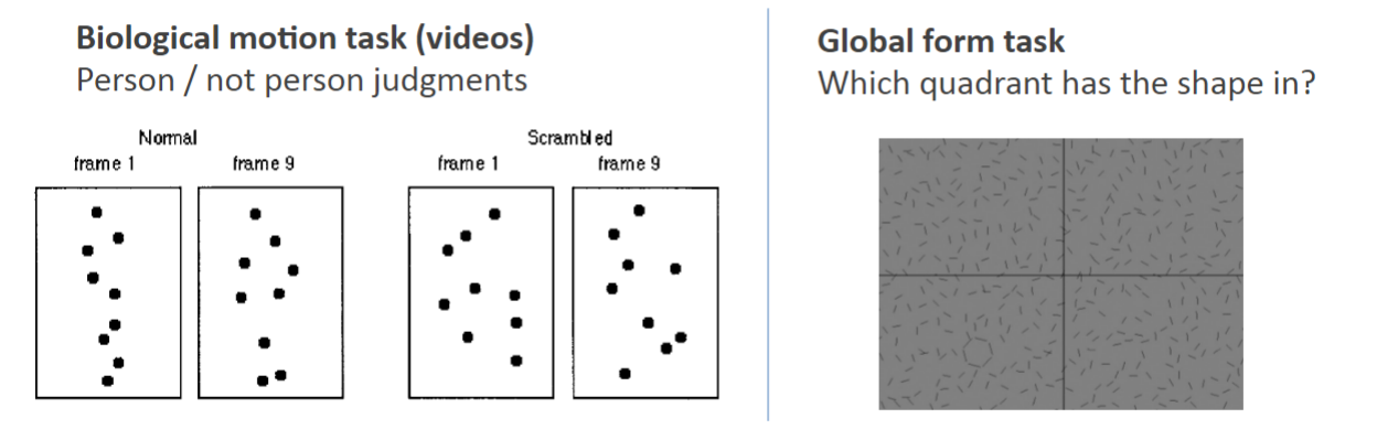 <p>they show poorer performance than typically developing children for biological motion but not for form task</p>