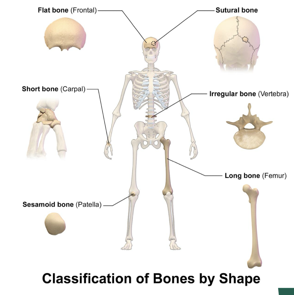 <ul><li><p><strong>long </strong>- greater length than width (most common)</p><ul><li><p>does not necessarily mean physically long, but has to fit the structural description of top, middle, end</p></li></ul></li><li><p><strong>short</strong> - almost cube-shaped and are nearly equal in length and width (i.e. some carpal bones)</p><ul><li><p>needed in areas where we need a lot of mobility but not enough room</p></li></ul></li><li><p><strong>flat</strong> - thin bones</p><ul><li><p>in areas where we need to spread out forces for protection, multiple bones share the burden</p></li></ul></li><li><p><strong>irregular</strong> - variable shape i.e. vertebrae</p></li><li><p><strong>sesamoid</strong> - develop in tendons (patella)</p><ul><li><p>reduce strain and muscles that travel in a straight line at the knee </p></li></ul></li><li><p><strong>sutural</strong> - in joint between skull bones</p><ul><li><p>tightly adhere skull bones together</p></li></ul></li></ul><p></p>