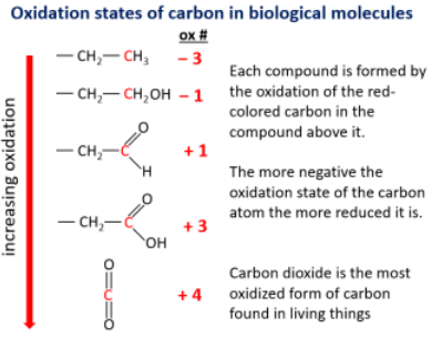 <p>(Each red carbon shows the increasing oxidation state):</p><ul><li><p><strong>CH₃–CH₃</strong> (−3): highly reduced, lots of energy.</p></li><li><p><strong>CH₂–CH₂OH</strong> (−1): partially oxidized.</p></li><li><p><strong>CH₂–COOH</strong> (+1 to +3): oxidized.</p></li><li><p><strong>CO₂</strong> (+4): fully oxidized, no usable energy left.</p></li></ul><p></p>