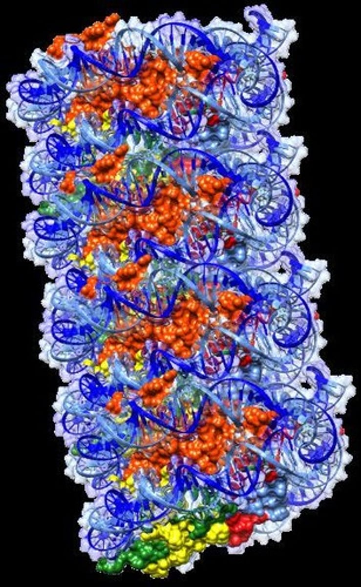<p>DNA is wrapped around histone proteins to form nucleosomes, which further compact into chromatin, aided by condensins and cohesins.</p>