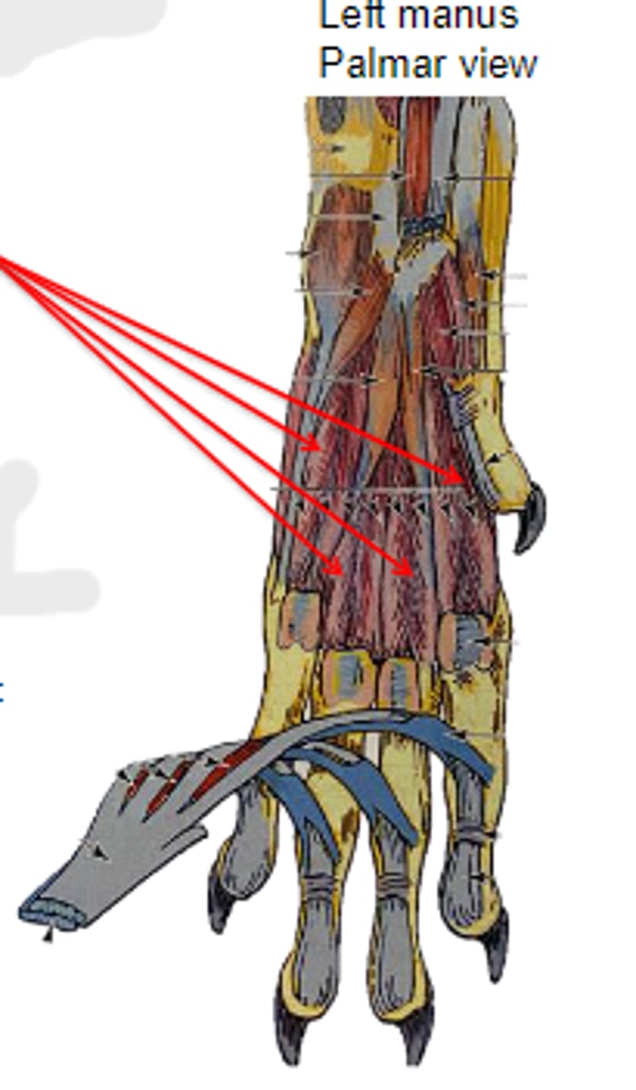 <p>Origin of interossei &amp; interosseus:</p>