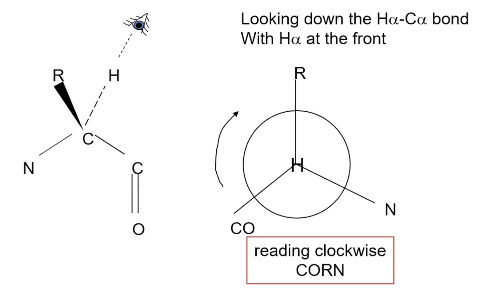 <p>place H to the back, if CORN can be read clockwise = L</p>