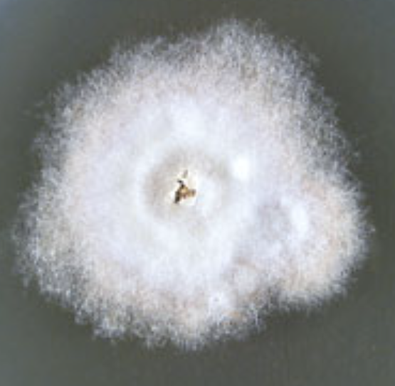 <p>What organism is this? What temperature?</p>