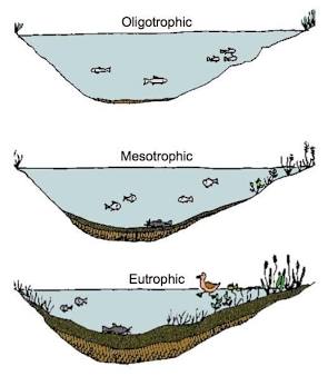 <p>Oligotrophic lake</p>