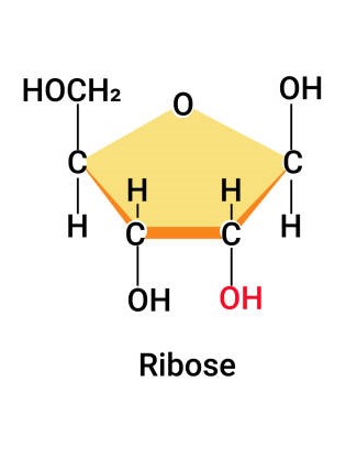 * Pentose - 5 carbon sugar
* C5H10O5