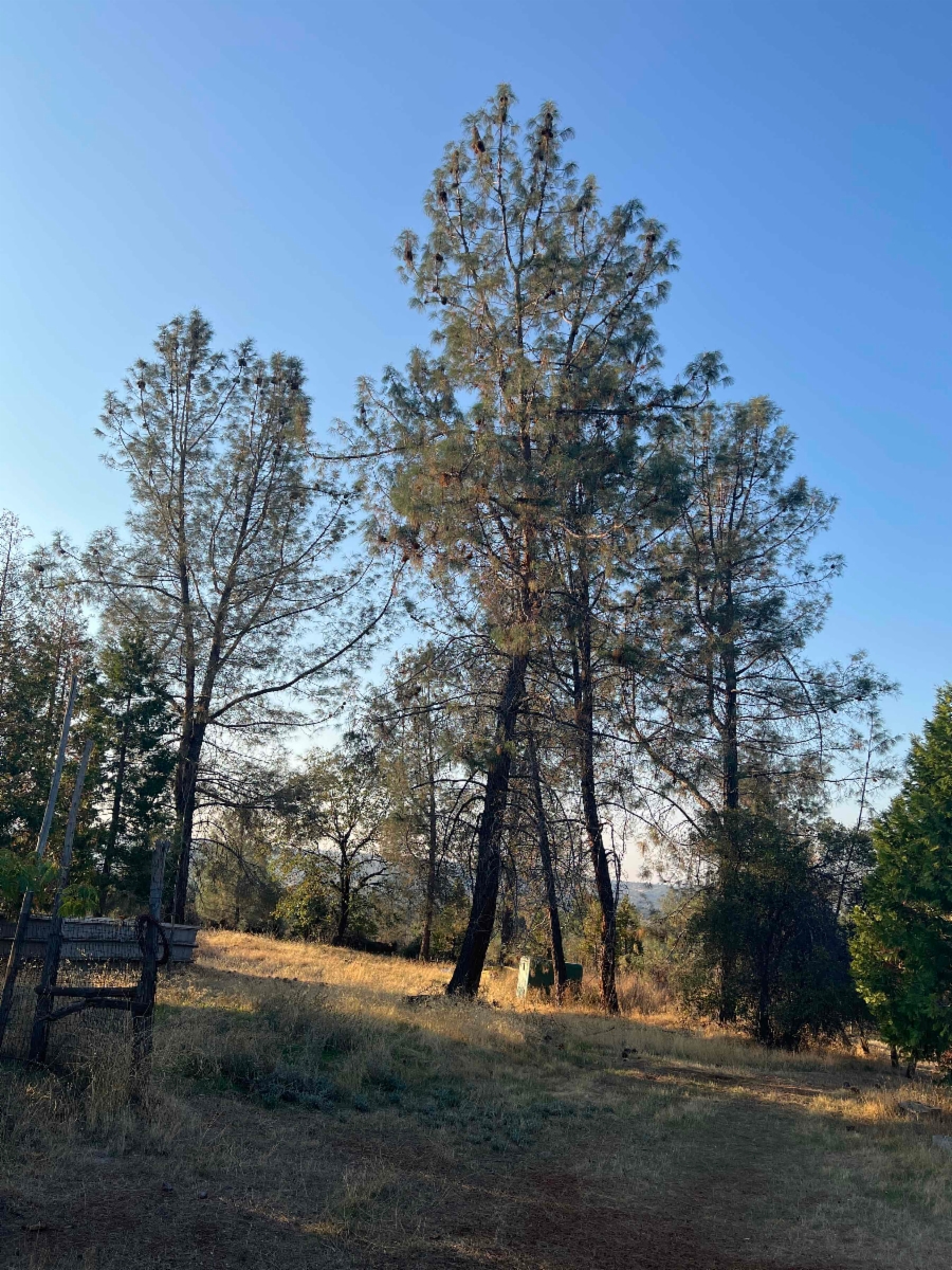 <p>Gray pine</p>