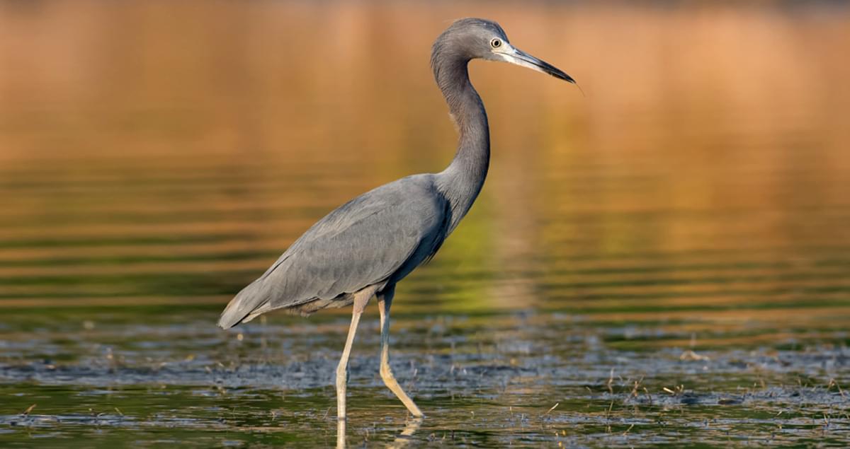 <p>Common name:</p><p>Genus and species:</p><p>Family:</p><p>Order:</p><p>Alpha Code:</p>