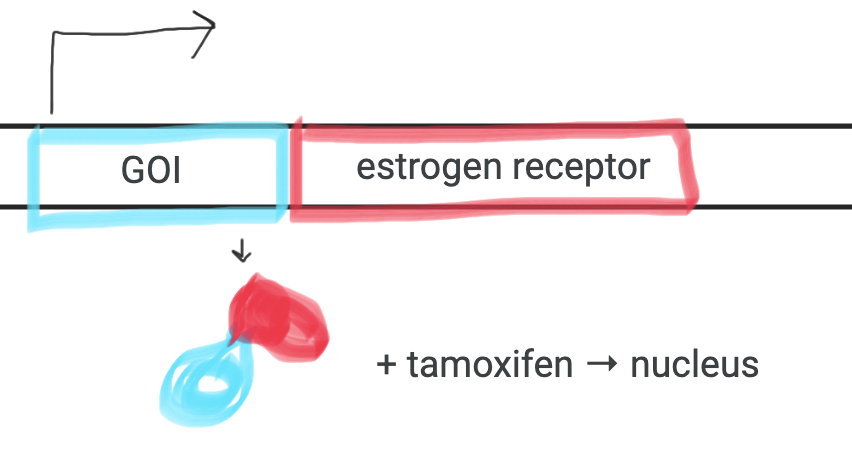 <p>Tamoxifen-regulated</p>