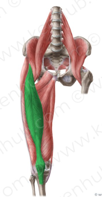 <p>Rectus Femoris origins/insertions</p>